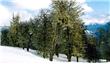 Cerro Chapelco - San Martin de los Andes - Argentina