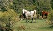 Caballos - San Martin de los Andes - Argentina