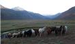 Descanso Animales - San Martin de los Andes - Argentina