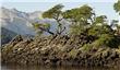 Bosque Bonsay - San Martin de los Andes - Argentina