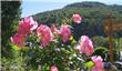 Flores Rosas - San Martin de los Andes - Argentina
