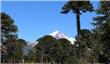 Araucaria - Lan&#237;n - San Martin de los Andes - Argentina