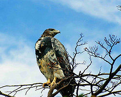 Recursos Naturales - Parque Nacional Lanín - Patagonia