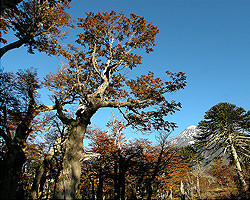 Recursos Naturales - Parque Nacional Lanín - Patagonia